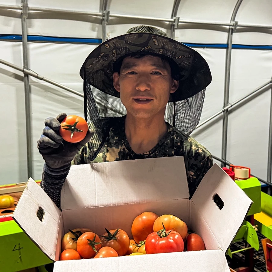 동양종 찰토마토