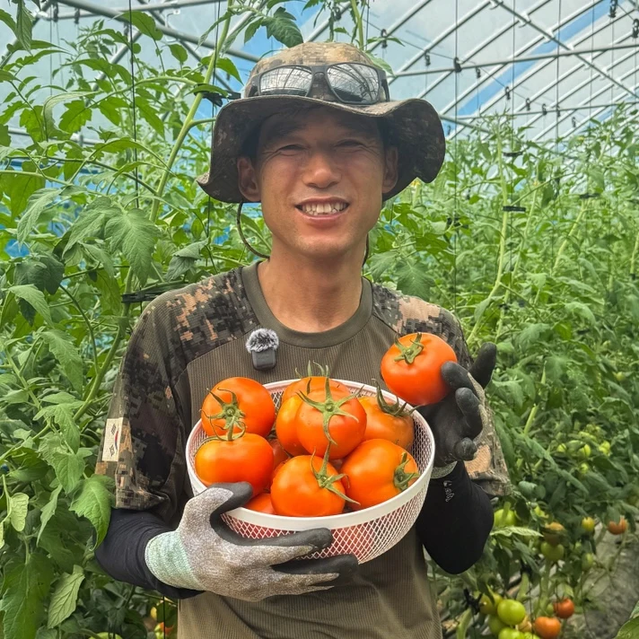 서양종 완숙토마토